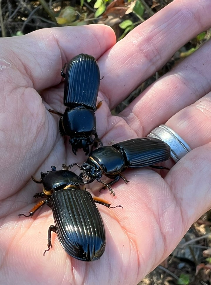 Bess Beetles